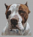 (image for) American Pit Bull Terrier